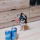펜션파인씨 | 서산여행 - 반려견 동반 가능한 독채펜션 파인씨펜션 바다5동 숙소 1박 했어요