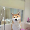 강남애견 이미지