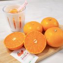 절부암 | 제주 천혜향 달콤하고 맛있는 절부암농장 천혜향