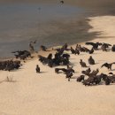 고령식당 이미지