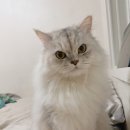 매직 펫 살롱 | 충북혁신도시 무마취 고양이 미용 매직펫살롱