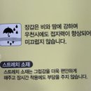 반양 골프 장갑 종류 양피 합피 <b>반양</b>피 선택하는 법