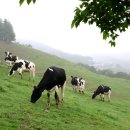 요라파영농조합법인 이미지