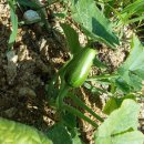 삼남매농장 이미지