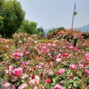 도담셀프주유소 이미지