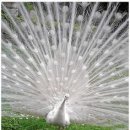 토이팩토리 이미지