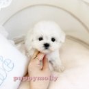 부산강아지분양 퍼피몰리 이미지