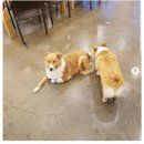 사람과애견 이미지