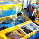 거진활어회센터 | 고성여행_거진 난전 활어횟집