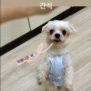 24시 수유 바른펫 동물의료센터 이미지