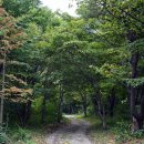 나리 신령수 이미지