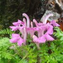 송이용소 이미지