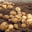 김영옥농장 이미지