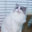 블루랙돌 이미지