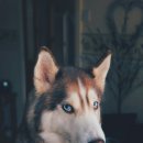 나의 반려견 이미지