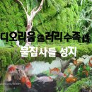 디오리움갤러리수족관 | 부산 테라리움 물집사들 환장할 디오리움갤러리수족관