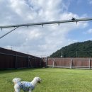 개인공간 애견펜션 | 경주 독채 반려동물 동반 애견펜션 ‘개인공간’ 후기