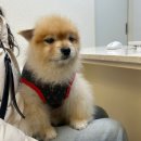 동물의료센터24인치 이미지