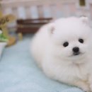 요미독 강아지분양 일산점 이미지