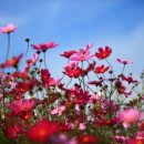 (주)코스모스 이미지