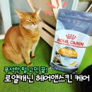 로얄피부헤어 | 고양이피부사료 추천, 건강할 때 미리 챙기는 로얄캐닌 헤어앤스킨 케어