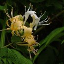 개울달천 이미지