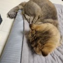 파스텔동물병원 | 강서구 "파스텔동물병원" 고양이 발치 후기