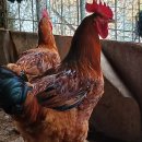 영관농장 이미지