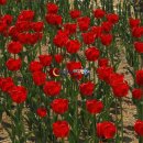 대부바다향기 테마파크 이미지