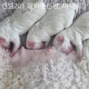 켄넬203 말티푸분양, 미니비숑분양 | [일산/분양샵] 켄넬203 말티푸분양, 미니비숑분양 가족 맞이 준비까지 알려줘서 도움됐던 곳