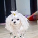 멍데렐라 | [오프닝뮤즈]애견의류 야자수원피스