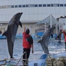 거북빌딩 | [DAY2] 나고야항 수족관 티켓예약 돌고래쇼 벨루가쇼 범고래쇼 솔직후기