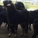 방장목장 이미지