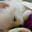 뽀시래기 이미지