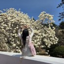 충혼탑 | 창원 목련 명소 충혼탑 다녀온 후기｜현재 개화상태 만개 주말엔 주차장 만차, 포토존 줄도 길어요...