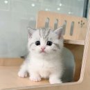 프리펫 강아지분양 고양이분양 천안본점 | 천안고양이분양 실버바이 먼치킨 후기