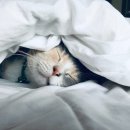 24시 팔용feel동물병원 | 24시 동물병원 알려드립니다~(부산, 경남, 경북, 울산)
