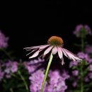 그랜드명품세탁소 이미지