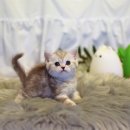 부산고양이분양 그린캣 이미지