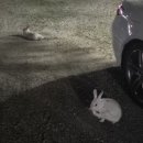 봉봉캠핑장 | 서울 근교 경기도 용인 봉봉 오토캠핑장 사이트 추천 (A~H)