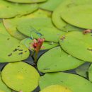 순포습지 이미지