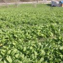 정선농장 이미지