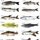 민물고기 도감,과 민물고기 종류 이미지