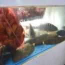 남부생선탕 이미지