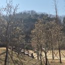 그린카파 이미지