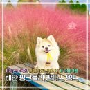 청산짜장 | 태안 애견동반 가볼만한곳 | 청산수목원 가을 여행 핑크뮬리 팜파스