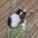 펫엔글라이더 천안점 이미지