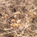 신어주유소 이미지