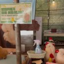 기상목장 | 제주 알파카목장 도치돌알파카목장 아이랑 가볼만한곳