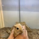 수원-0980 이미지